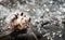 Shell, seashell on pebble. Defocused, blurry beach. Outdoor