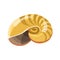 Shell or seashell sea mollusk vector isolated flat icon