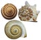Shell seashells