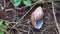 the shell of the snail Achatina fulica had been left lying dead on the ground