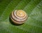 Shell of snail lying on green leaf