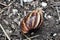 Shell of a Snail at Mai Po Nature Reserve Hong Kong