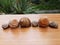 Shell snail nature spiral shape closeup garden animal