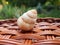 Shell snail nature spiral shape closeup garden animal