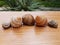 Shell snail nature spiral shape closeup garden animal