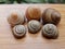 Shell snail nature spiral shape closeup garden animal