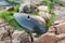 Shell, snail, rock, river weed on the wood