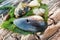 Shell, snail, rock, river weed on the wood