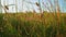 Shell of snail in wild grass shivering on wind