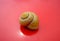 Shell of snail yellow on red background