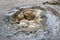 Shell Spring in Biscuit Geyser Basin in Yellowstone National Park, USA