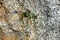 Shell stone and calciphilous vegetation