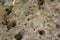 Shell stone texture. background shell rock