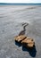 Shell stones in the valley of the drying up hyperhaline Kuyalnik estuary, Odessa region