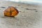 Shell stuck in the sand on the beach of BlÃ¥vand in Denmark . Landscape shot