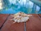 Shell on swimming pool edge wide image