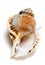 Shell of Tutufa bubo frog snail