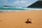 Shell washed up on a beach