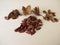 Shelled beechnuts from the European beech