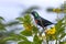 Shelley`s sunbird. Chamo Lake, Ethiopia. Africa