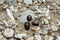 Shellfish on the beach with a rock background