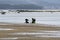 A shellfish collector and two shellfish collectors shellfishing, crouching, in the sand to extract mussels and clams on a beach.