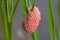 Shellfish eggs on rice plant Paddy