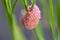 Shellfish eggs on rice plant Paddy