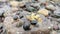 Shellfish stuck to a rock at the beach at low tide