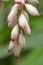 Shellflower Alpinia nutans, buds in close-up