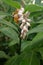 Shellflower Alpinia nutans, flowering plant