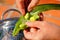 Shelling broad beans.