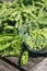 Shelling peas - portrait