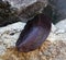shellless snail (laevicaulis alte) on a rock