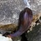 shellless snail (laevicaulis alte) on a rock