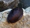 shellless snail (laevicaulis alte) on a rock