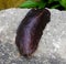 shellless snail (laevicaulis alte) on a rock