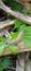 shellless snail perched on green leaves in forest