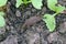 A shellless snail, slug eating young vegetables, sprouting radish in the spring in a vegetable garden.