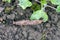 A shellless snail, slug eating young vegetables, sprouting radish in the spring in a vegetable garden.