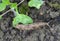 A shellless snail, slug eating young vegetables, sprouting radish in the spring in a vegetable garden.