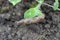 A shellless snail, slug eating young vegetables, sprouting radish in the spring in a vegetable garden.