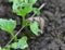 A shellless snail, slug eating young vegetables, sprouting radish in the spring in a vegetable garden.