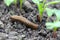 A shellless snail, slug eating young vegetables, sprouting radish in the spring in a vegetable garden.