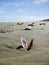 Shells on 90 Mile Beach New Zealand