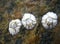 Shells of Balanus balanus barnacle