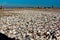 Shells on beach