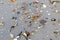 Shells on the beach at Sanibel Island Florida