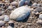 Shells of the clam Mya arenaria on the shore. Tiligul Liman, Odessa region