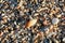 Shells close up sea coast red sand elafonisi beach crete greece covid-19 holidays high quality prints fifty megapixels